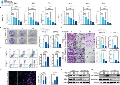 <mark class="highlighted">Solasonine</mark> Inhibits Pancreatic Cancer Progression With Involvement of Ferroptosis Induction